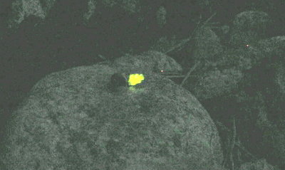 kiiltomato 001d.jpg