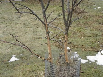 kevät13 049 (Small).jpg