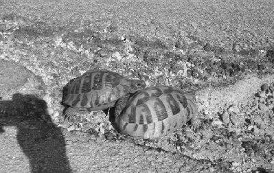 Turtles.jpg