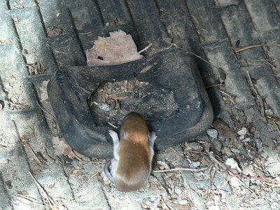 Hiiri painaa poljinta 2.jpg