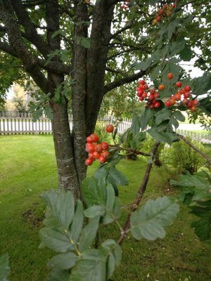 IMG_20170917_152607.jpg