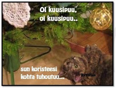 tai katti kauemmas