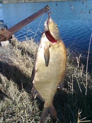 Onnistuneen remontin kunniaksi laitoin aamulla saamani 1,8 kg:n lahnan savustuspönttöön ja ryhdyin nauttimaan aurinkoisesta ja kauniista kevätpäivästä.