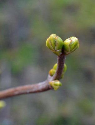 LaPrintemps.jpg
