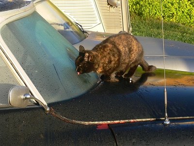 Kissa tietää.jpg